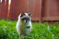 Picture of young Ragdoll cat in garden