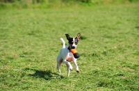 Picture of young Ratonero Bodeguero Andaluz, (aka Andalusian Rat Hunting Dog), with toy