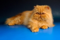 Picture of young red Persian