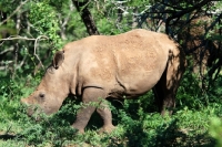 Picture of young rhino