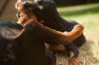 Picture of young rottweiler biting leg of another rottweiler