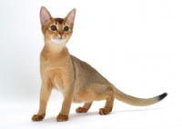 Picture of young ruddy abyssinian cat looking alert