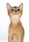 Picture of young ruddy abyssinian cat looking up