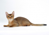 Picture of young ruddy abyssinian cat lying down