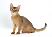 Picture of young ruddy abyssinian cat sitting down