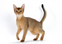Picture of young ruddy abyssinian cat walking