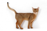 Picture of young ruddy Abyssinian