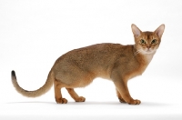 Picture of young ruddy female Abyssinian
