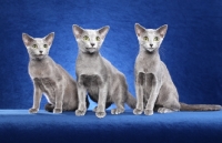 Picture of young Russian Blue cats