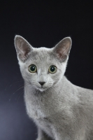 Picture of young Russian Blue cat