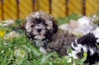 Picture of young Russian Bolonka (aka zwetnaja bolonka) amongst greenery