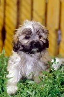 Picture of young Russian Bolonka (aka zwetnaja bolonka) puppy