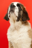 Picture of young Saint Bernard on red background, looking up