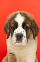 Picture of young Saint Bernard on red background