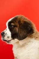 Picture of young Saint Bernard on red background, profile