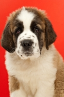 Picture of young Saint Bernard on red background