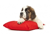 Picture of young Saint Bernard on red cushion