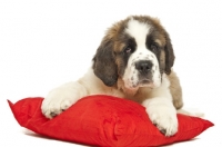 Picture of young Saint Bernard on red cushion