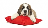 Picture of young Saint Bernard pup on red cushion