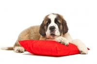 Picture of young Saint Bernard resting on red cushion