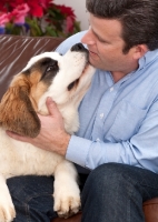 Picture of young Saint Bernard sniffing his owner