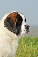 Picture of young Saint Bernard