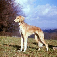 Picture of young saluki on hillside