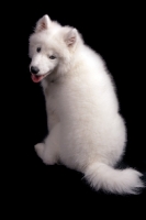 Picture of young Samoyed, back view, on black background