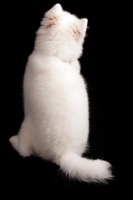 Picture of young Samoyed, back view