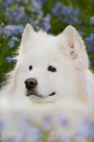 Picture of young Samoyed dog amongst flowers