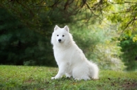 Picture of young Samoyed dog in park