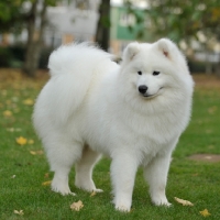 Picture of young Samoyed dog