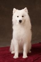 Picture of young Samoyed in studio