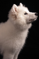 Picture of young Samoyed on black background