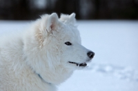 Picture of young Samoyed, profile in snow