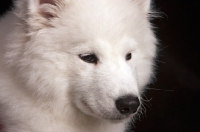 Picture of young Samoyed pup close up