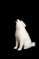 Picture of young Samoyed pup, howling