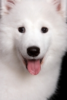 Picture of young Samoyed pup in studio, looking at camera
