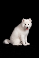 Picture of young Samoyed pup in studio