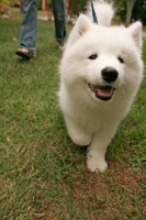 Picture of young Samoyed puppy on lead