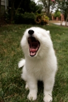 Picture of young Samoyed puppy yawning