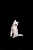 Picture of young Samoyed sitting on black background