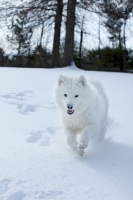 Picture of young Samoyed walking in snow