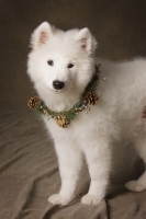 Picture of young Samoyed wearing Christmas collar