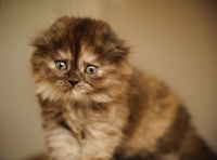 Picture of Young Scottish Fold Cat