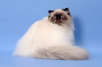 Picture of young Seal Colourpoint cat, 10 months old. (Aka: Persian or Himalayan)