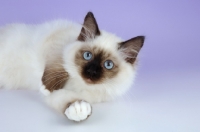 Picture of young seal point birman cat