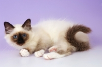 Picture of young seal point birman kitten lying on purple background