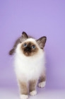 Picture of young seal point birman kitten on purple background