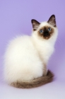 Picture of young seal point birman kitten, sitting